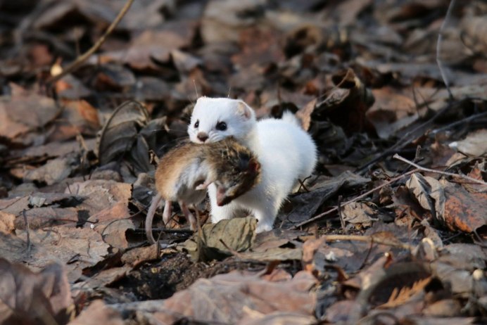 Горностай (Mustela erminea)