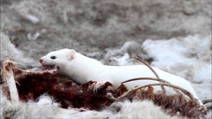 Шпиц померанский карликовый белый