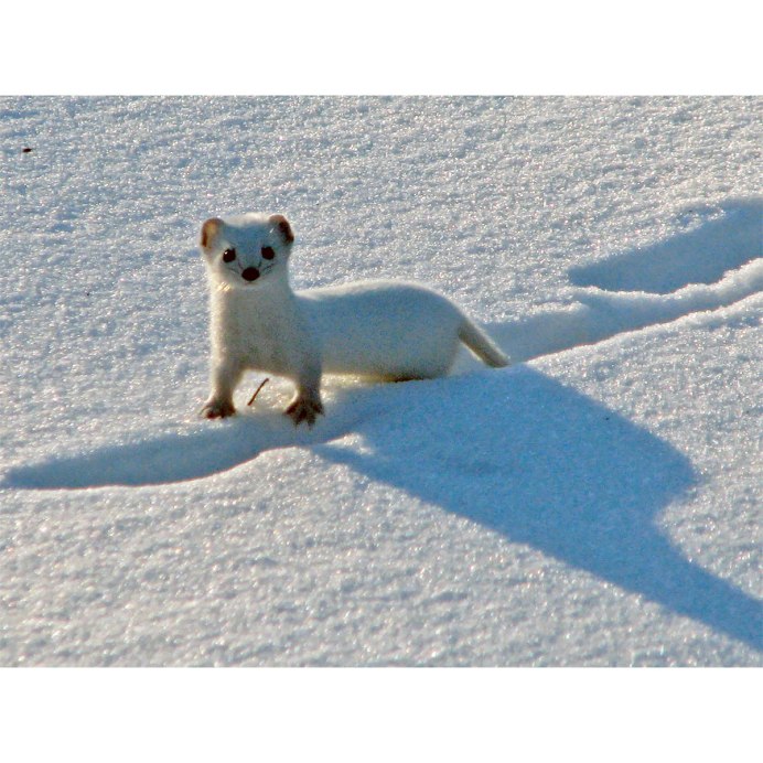 Курильский горностай