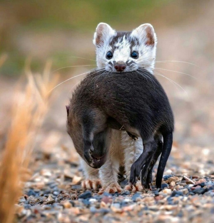 Куница Соболь песец горностай