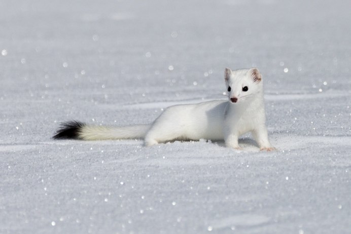 Куница Соболь песец горностай
