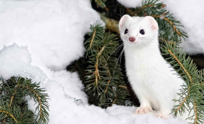 Колумбийская ласка