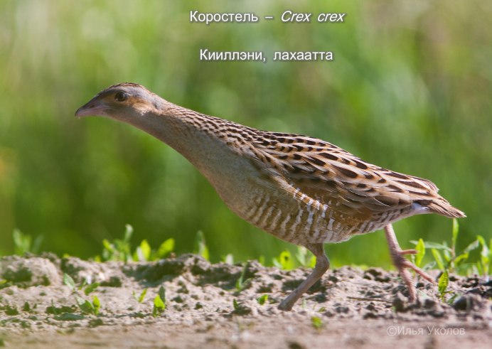 Африканский Коростель
