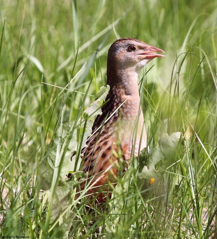Коростель, или Дергач (Crex Crex)