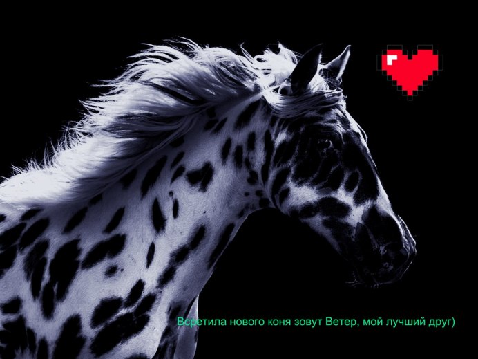 Конь черно белый