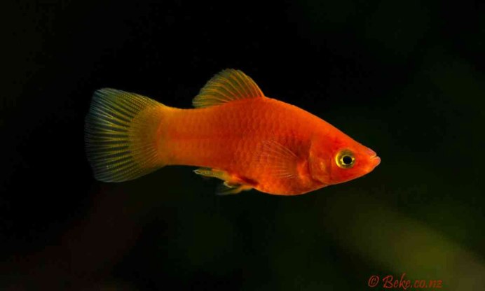 Гуппи Poecilia reticulata