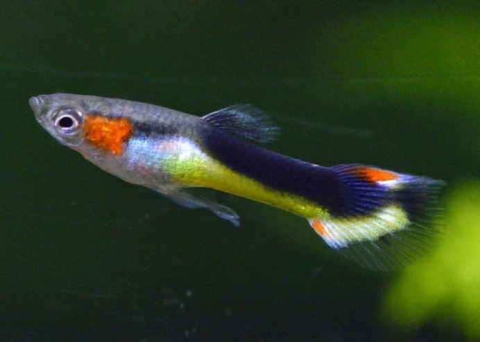 Orange Gold Simpson variegated platy
