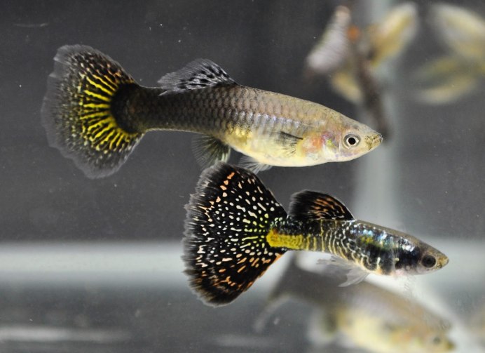 Xiphophorus maculatus Metallic Yellow
