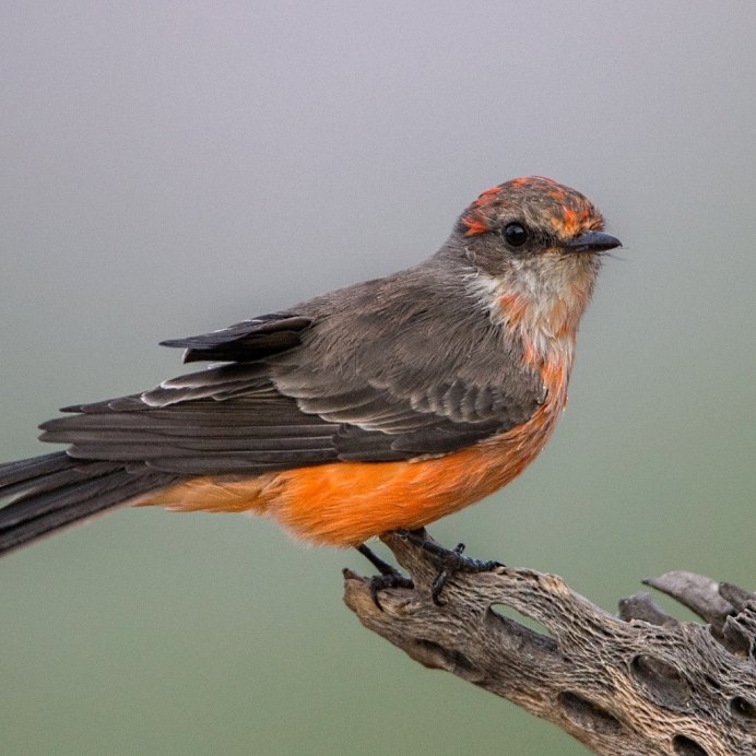 Red-Winged Blackbird