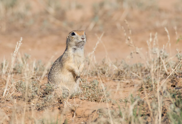 Суслик Ричардсона Urocitellus (Spermophilus) richardsonii фото