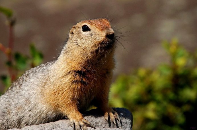 Citellus fulvus