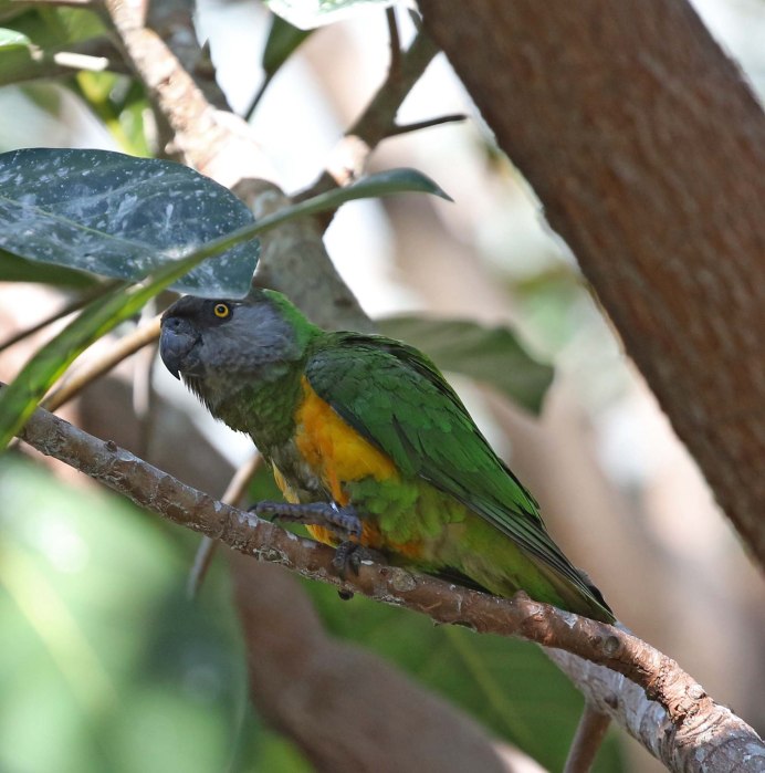 Poicephalus senegalus
