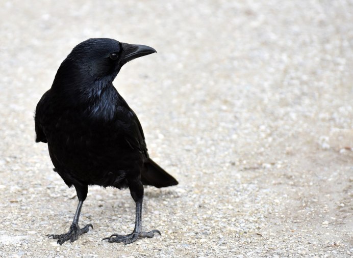 Семейство врановые - Corvidae