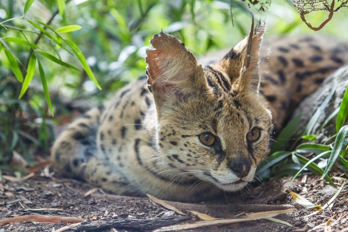 Сервал (Leptailurus Serval),
