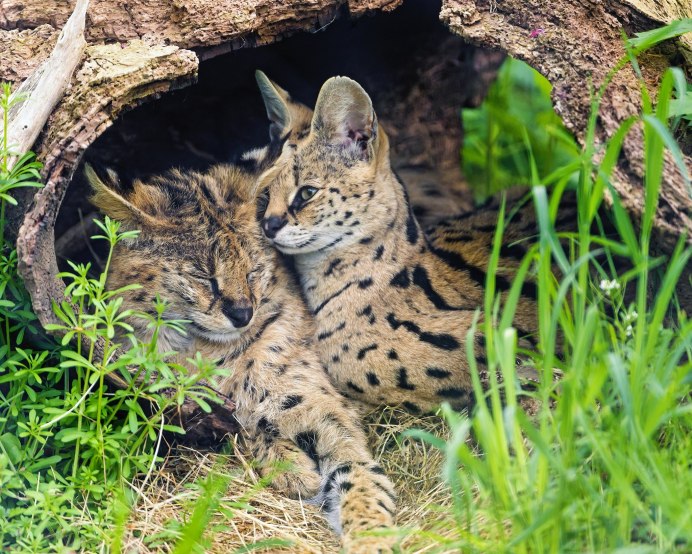 Кустарниковая кошка