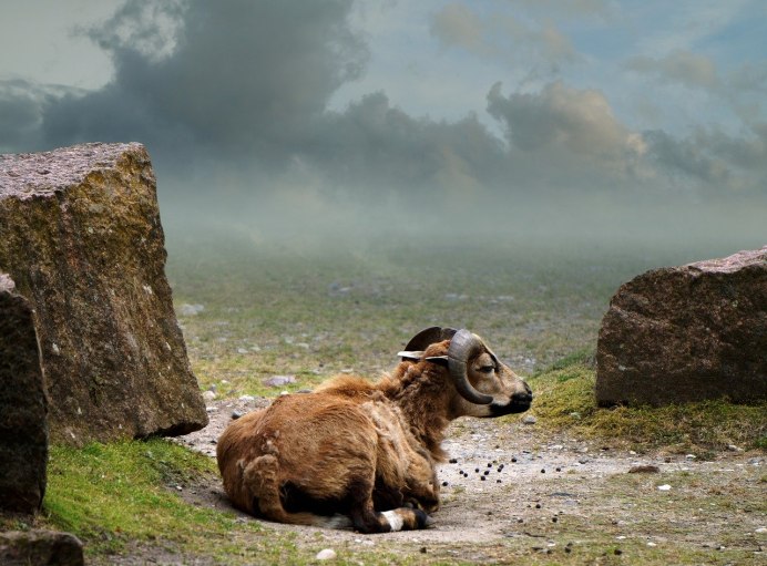 Cameroon Sheep