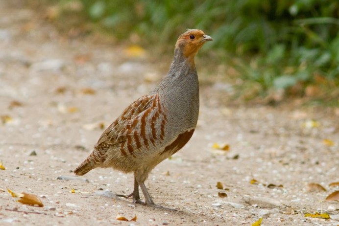 Серая куропатка (Perdix Perdix)
