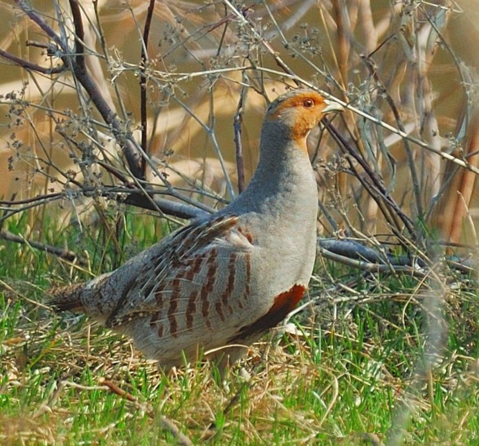 Серая куропатка (Perdix Perdix)