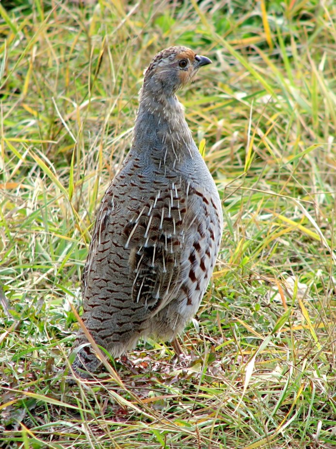Серая куропатка (Perdix Perdix)