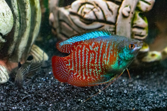 Gourami Fish