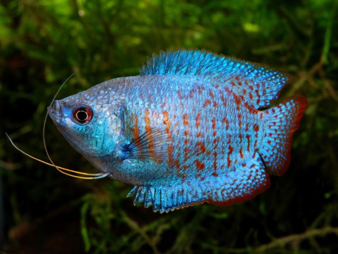 Лялиус (Trichogaster lalius)