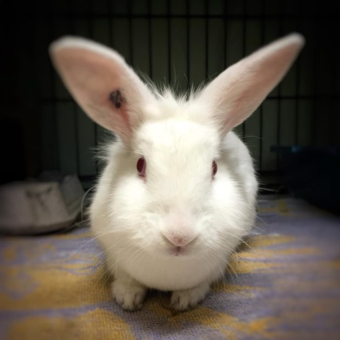 Кролик альбинос с красными глазами