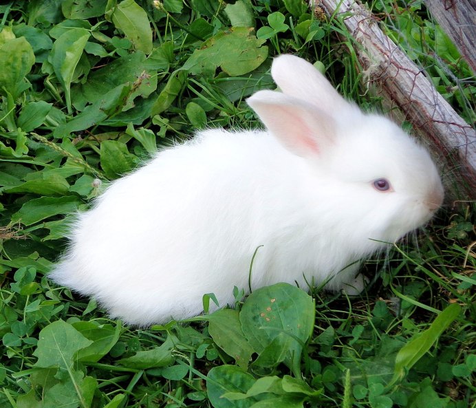 Кролик альбинос с красными глазами