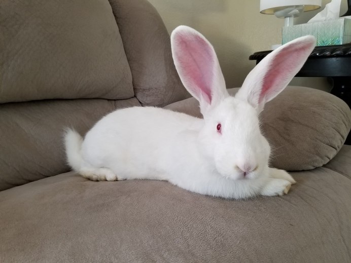 Карликовый кролик альбинос