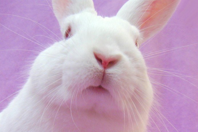 Гуара альбинос