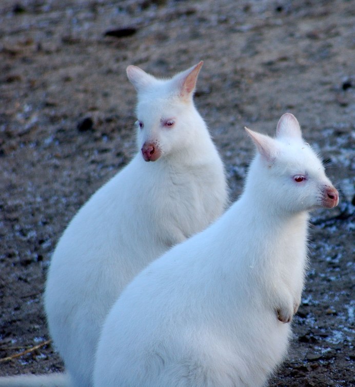 Карликовые торчеушки кролики