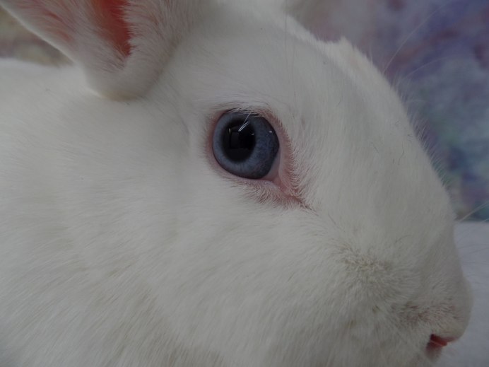 Заяц белый