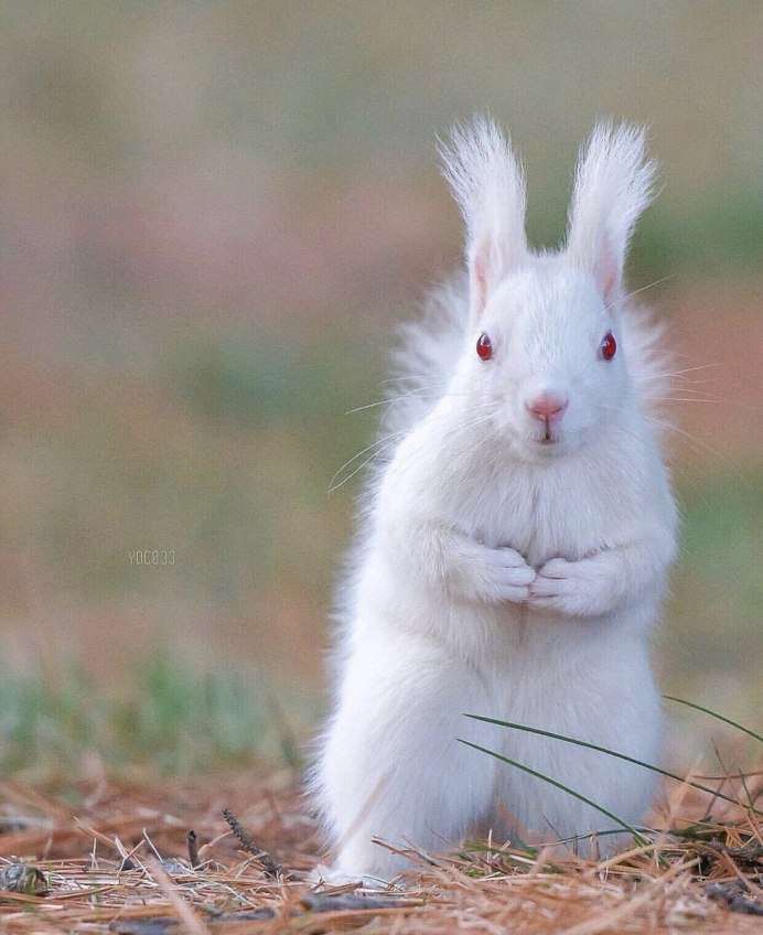 Лабораторные кролики альбиносы