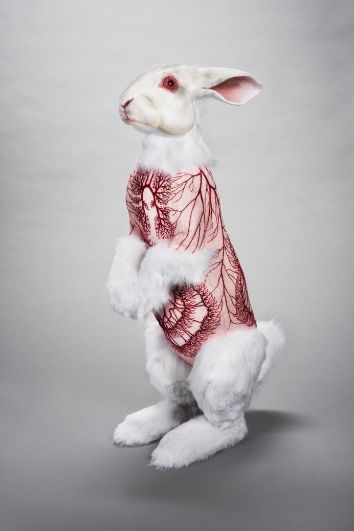 Декоративный кролик альбинос