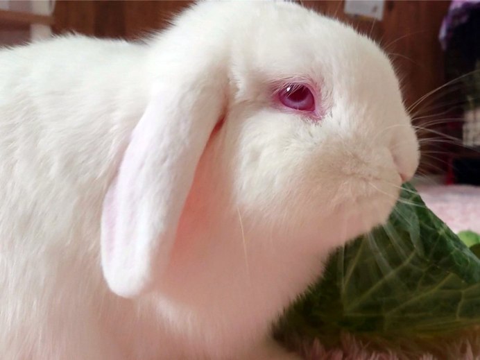 Карликовый хотот