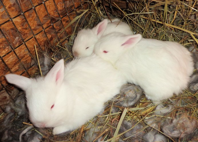 Земляной кролик