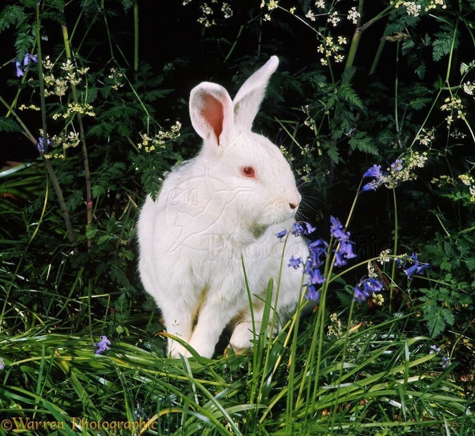 Ангорский кролик альбинос