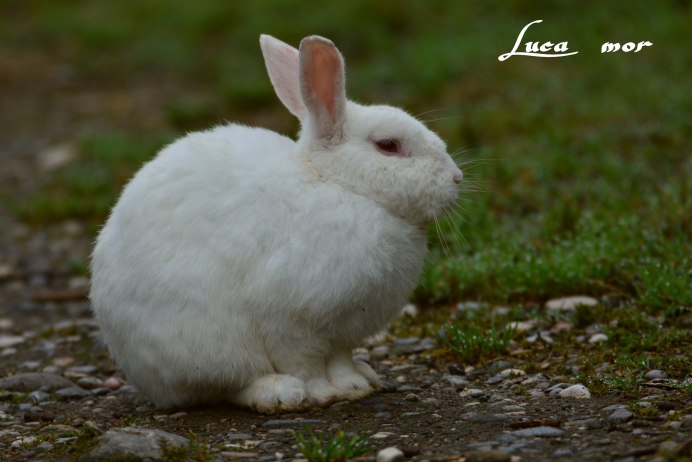 Глаза кролика альбиноса