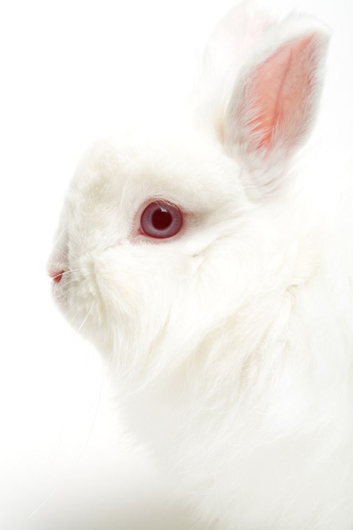 Белый кролик с красными глазами