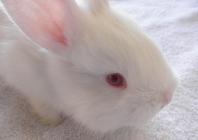 Карликовый кролик альбинос