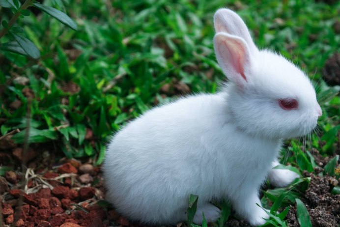 Белый великан – альбинос