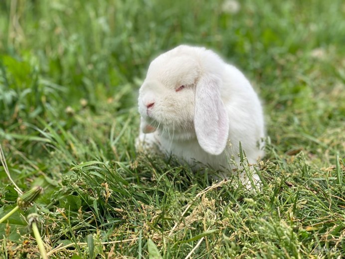 Альбинизм у кроликов
