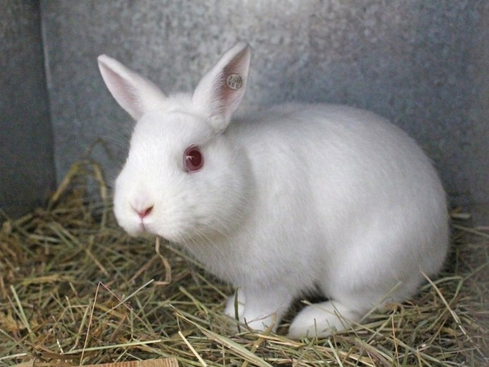 Карликовый кролик альбинос
