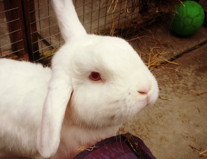 Крольчонок альбинос