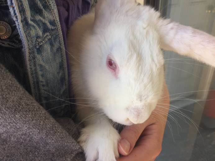 Белый кролик с красными глазами