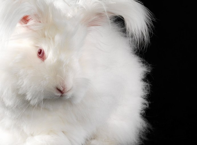 Кролик альбинос с красными глазами