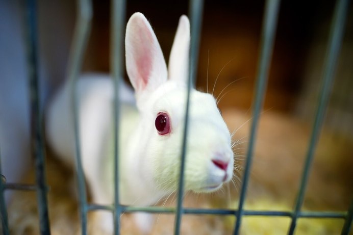 Глаза кролика альбиноса