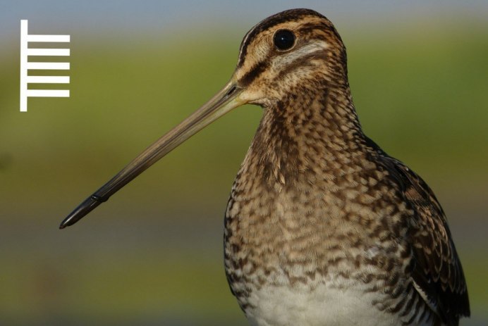 Calidris tenuirostris