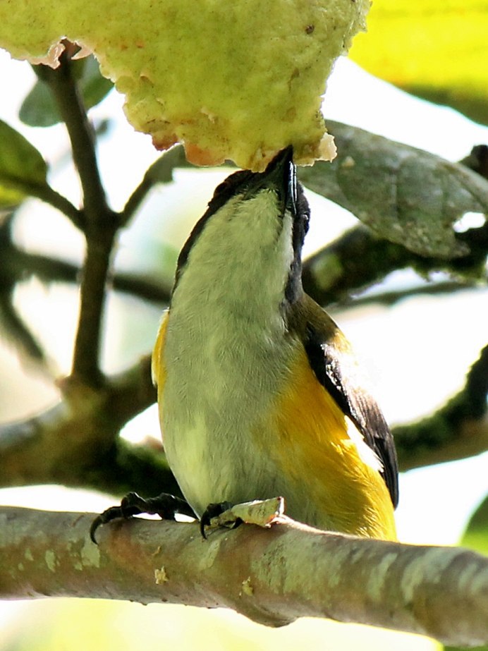 Phuliun celebicum