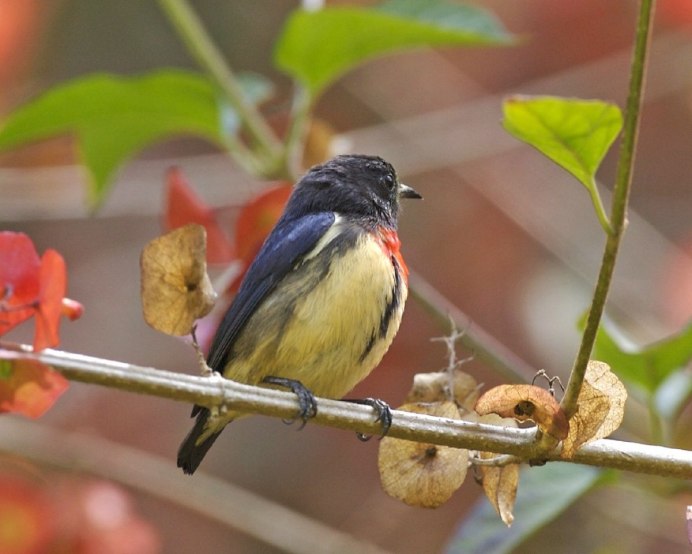 Dicaeum melanoxanthum)