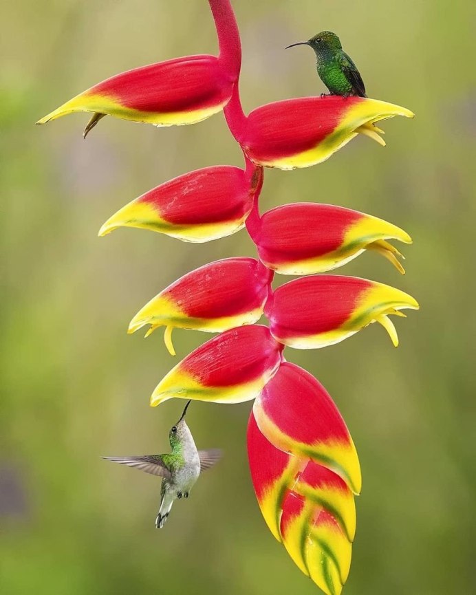 Spectacled Flowerpecker